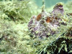 This Frogfish was found in Cabo San Lucas, on the Baja Pe... by Ash Pickering 